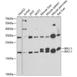 Western Blot - Anti-RPL11 Antibody (A15215) - Antibodies.com