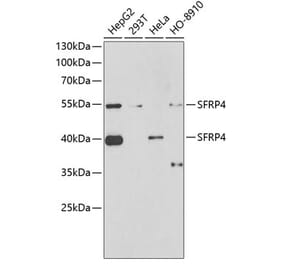 Western Blot - Anti-SFRP4 Antibody (A15216) - Antibodies.com