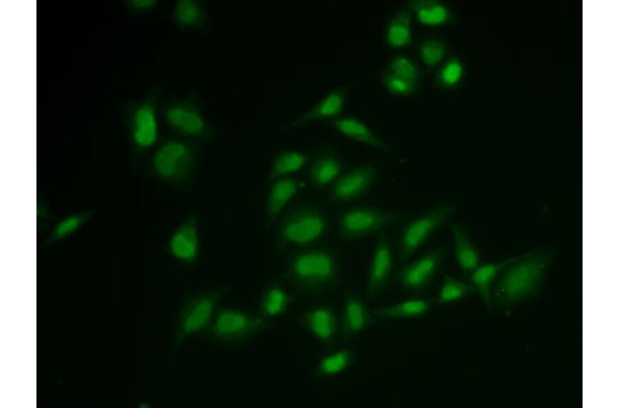Immunofluorescence - Anti-SSRP1 Antibody (A15218) - Antibodies.com