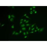 Immunofluorescence - Anti-SSRP1 Antibody (A15218) - Antibodies.com