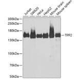 Western Blot - Anti-Tripeptidyl peptidase II/TPPII Antibody (A15220) - Antibodies.com
