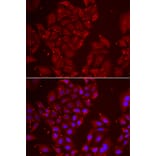 Immunofluorescence - Anti-Tripeptidyl peptidase II/TPPII Antibody (A15220) - Antibodies.com