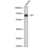 Western Blot - Anti-splicing factor 1 Antibody (A15221) - Antibodies.com