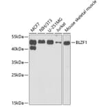 Western Blot - Anti-BLZF1 Antibody (A15223) - Antibodies.com
