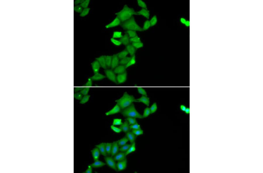 Immunofluorescence - Anti-BLZF1 Antibody (A15223) - Antibodies.com