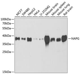 Western Blot - Anti-NAPG Antibody (A15225) - Antibodies.com