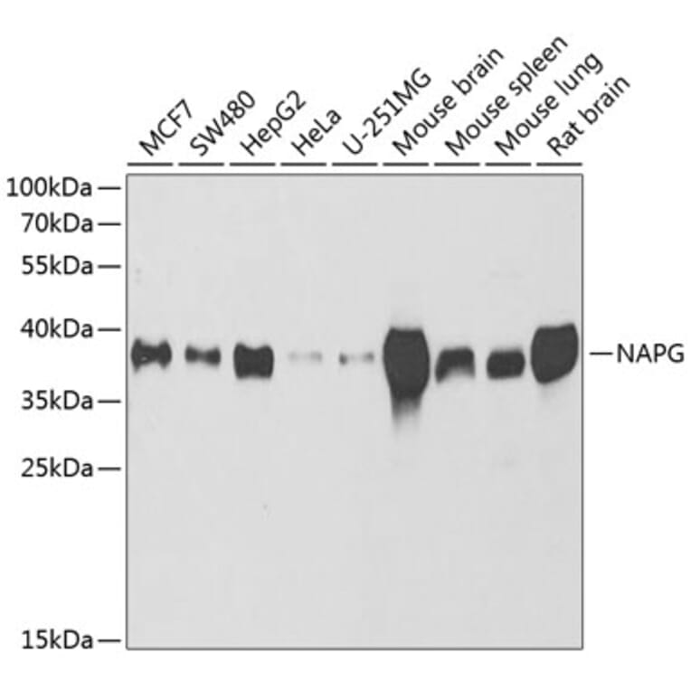 Western Blot - Anti-NAPG Antibody (A15225) - Antibodies.com