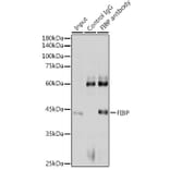 Immunoprecipitation - Anti-FIBP Antibody (A15227) - Antibodies.com