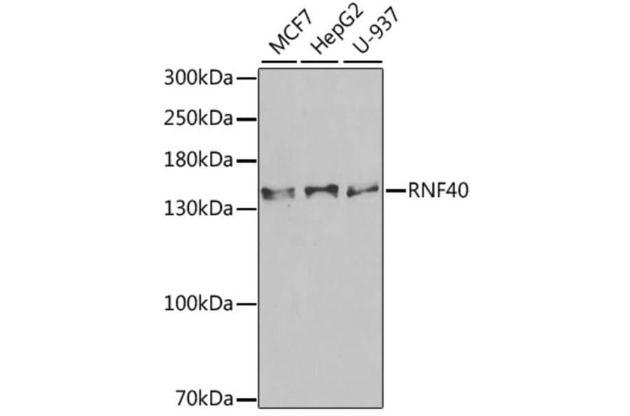 Western Blot - Anti-RNF40 Antibody (A15228) - Antibodies.com