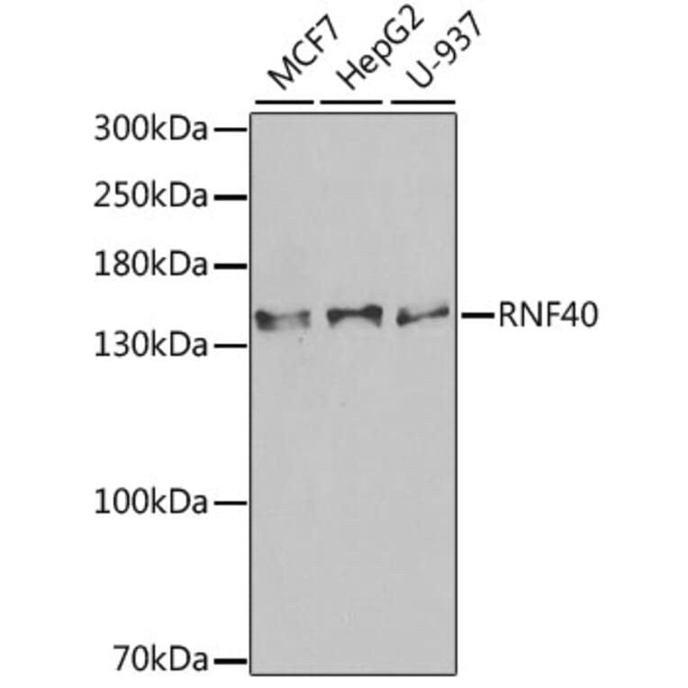 Western Blot - Anti-RNF40 Antibody (A15228) - Antibodies.com