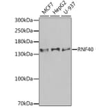 Western Blot - Anti-RNF40 Antibody (A15228) - Antibodies.com