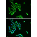 Immunofluorescence - Anti-PJA2 Antibody (A6444) - Antibodies.com