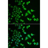 Immunofluorescence - Anti-DHRS2 Antibody (A15230) - Antibodies.com