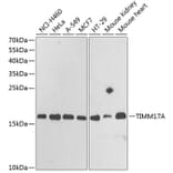 Western Blot - Anti-TIMM17A/TIM17 Antibody (A15232) - Antibodies.com
