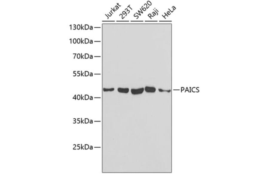 Western Blot - Anti-PAICS/PAIS Antibody (A15233) - Antibodies.com