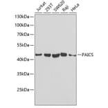 Western Blot - Anti-PAICS/PAIS Antibody (A15233) - Antibodies.com