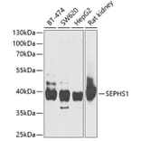 Western Blot - Anti-Selenophosphate synthetase 1 Antibody (A15234) - Antibodies.com
