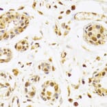 Immunohistochemistry - Anti-Selenophosphate synthetase 1 Antibody (A15234) - Antibodies.com