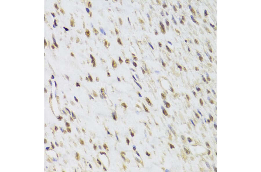 Immunohistochemistry - Anti-Selenophosphate synthetase 1 Antibody (A15234) - Antibodies.com