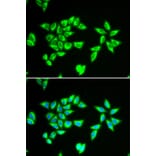 Immunofluorescence - Anti-BIT1 Antibody (A15239) - Antibodies.com