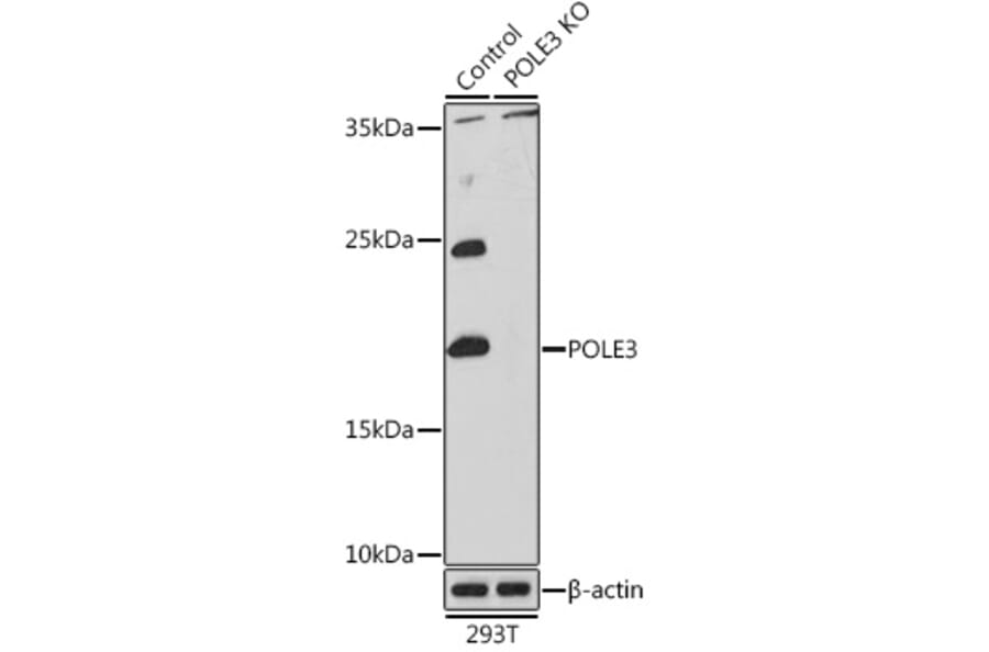 Western Blot - Anti-CHRAC-17 Antibody (A15240) - Antibodies.com
