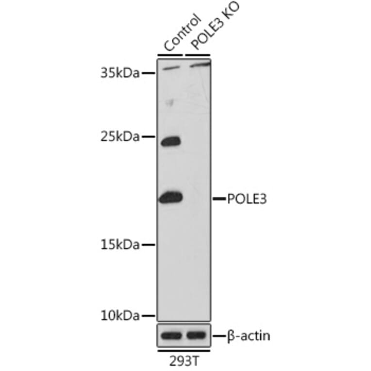 Western Blot - Anti-CHRAC-17 Antibody (A15240) - Antibodies.com