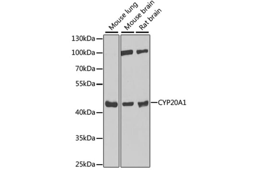 Western Blot - Anti-CYP20A1 Antibody (A6476) - Antibodies.com