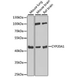 Western Blot - Anti-CYP20A1 Antibody (A6476) - Antibodies.com