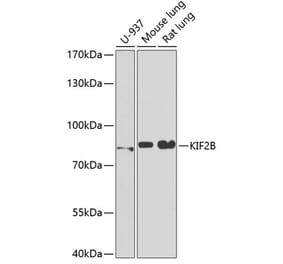 Western Blot - Anti-KIF2B Antibody (A15246) - Antibodies.com