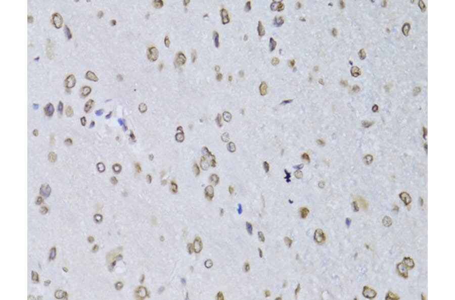 Immunohistochemistry - Anti-Lamin B2 Antibody (A15247) - Antibodies.com