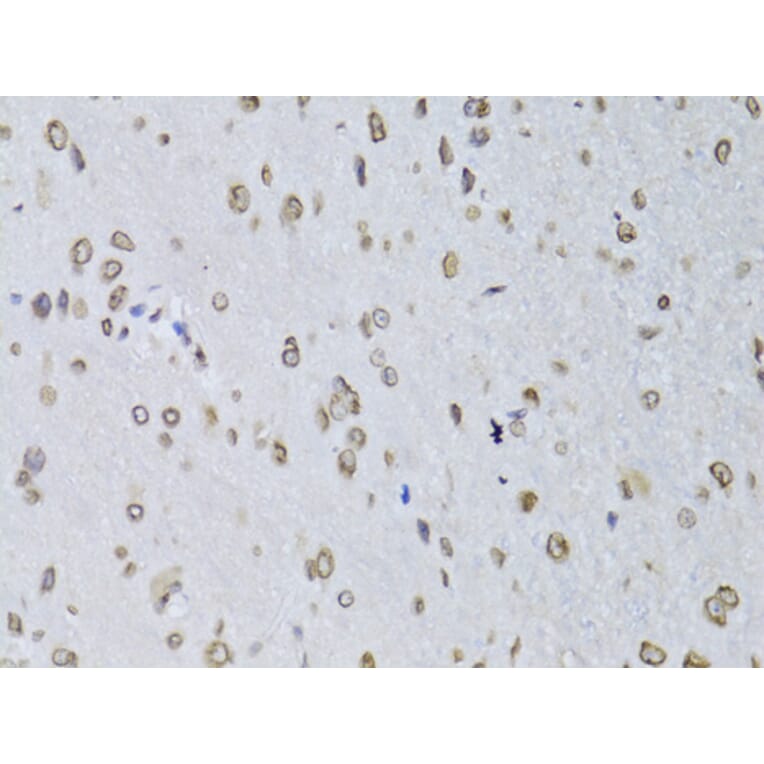 Immunohistochemistry - Anti-Lamin B2 Antibody (A15247) - Antibodies.com