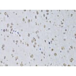 Immunohistochemistry - Anti-Lamin B2 Antibody (A15247) - Antibodies.com