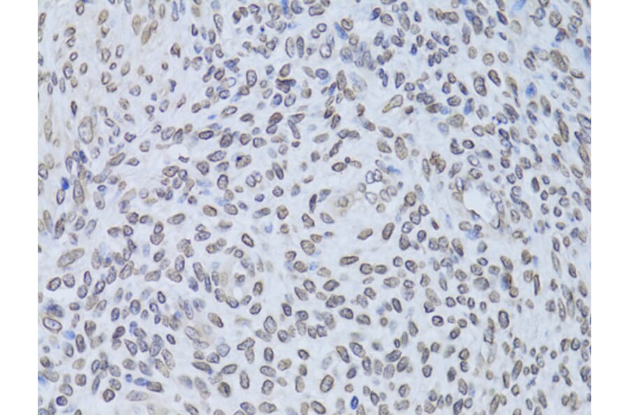Immunohistochemistry - Anti-Lamin B2 Antibody (A15247) - Antibodies.com