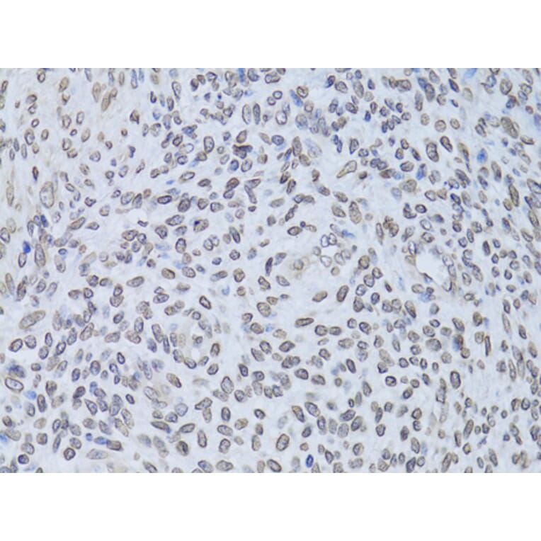 Immunohistochemistry - Anti-Lamin B2 Antibody (A15247) - Antibodies.com