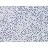 Immunohistochemistry - Anti-Lamin B2 Antibody (A15247) - Antibodies.com