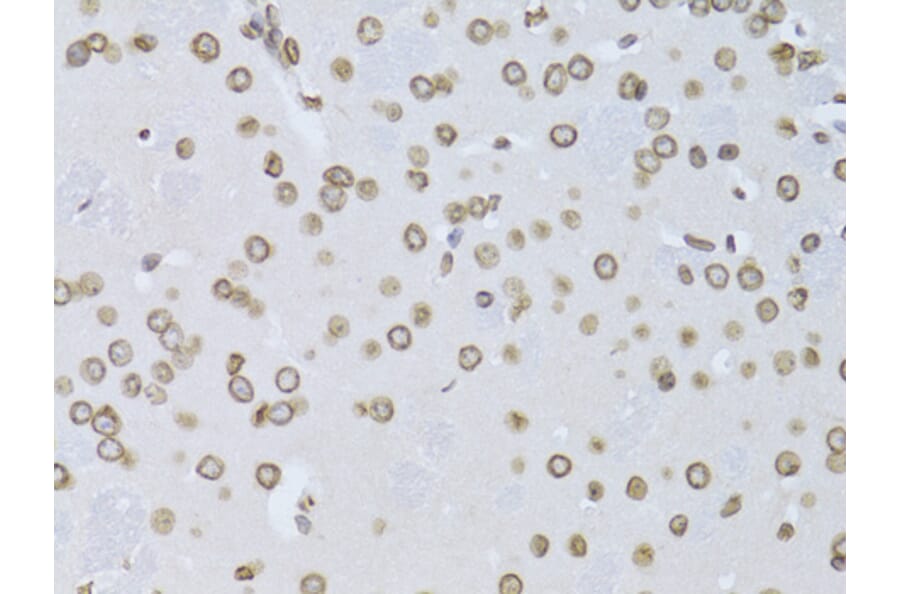 Immunohistochemistry - Anti-Lamin B2 Antibody (A15247) - Antibodies.com