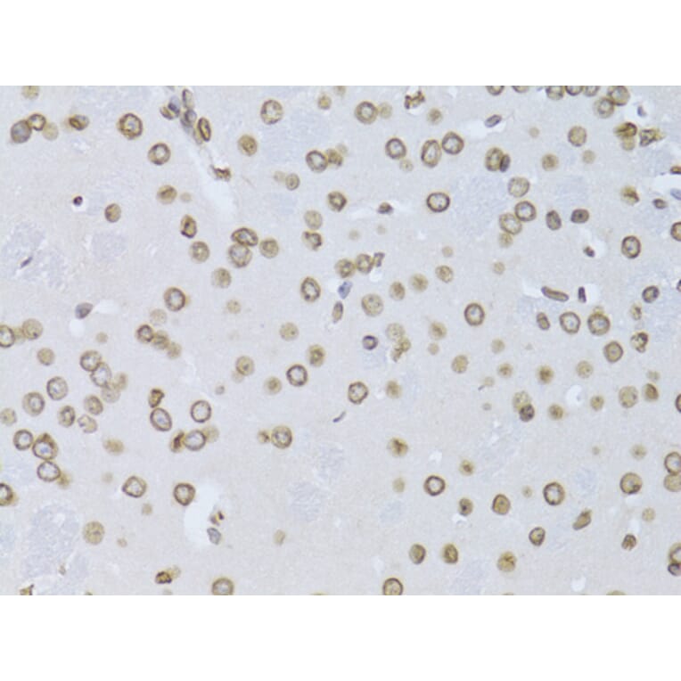 Immunohistochemistry - Anti-Lamin B2 Antibody (A15247) - Antibodies.com
