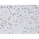 Immunohistochemistry - Anti-Lamin B2 Antibody (A15247) - Antibodies.com