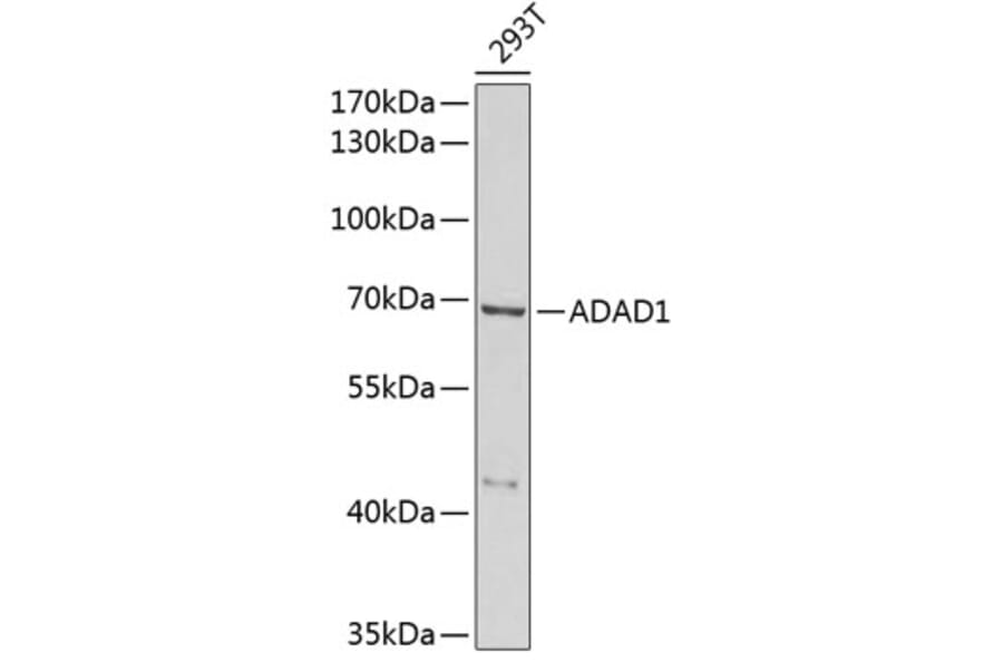 Western Blot - Anti-ADAD1 Antibody (A6491) - Antibodies.com