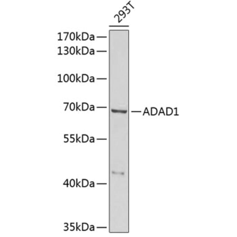 Western Blot - Anti-ADAD1 Antibody (A6491) - Antibodies.com