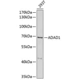 Western Blot - Anti-ADAD1 Antibody (A6491) - Antibodies.com