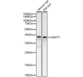 Western Blot - Anti-GNAT1 Antibody (A15252) - Antibodies.com