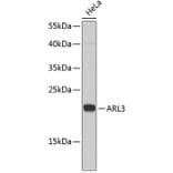 Western Blot - Anti-ARL3 Antibody (A6499) - Antibodies.com