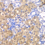Immunohistochemistry - Anti-HPD Antibody (A15254) - Antibodies.com
