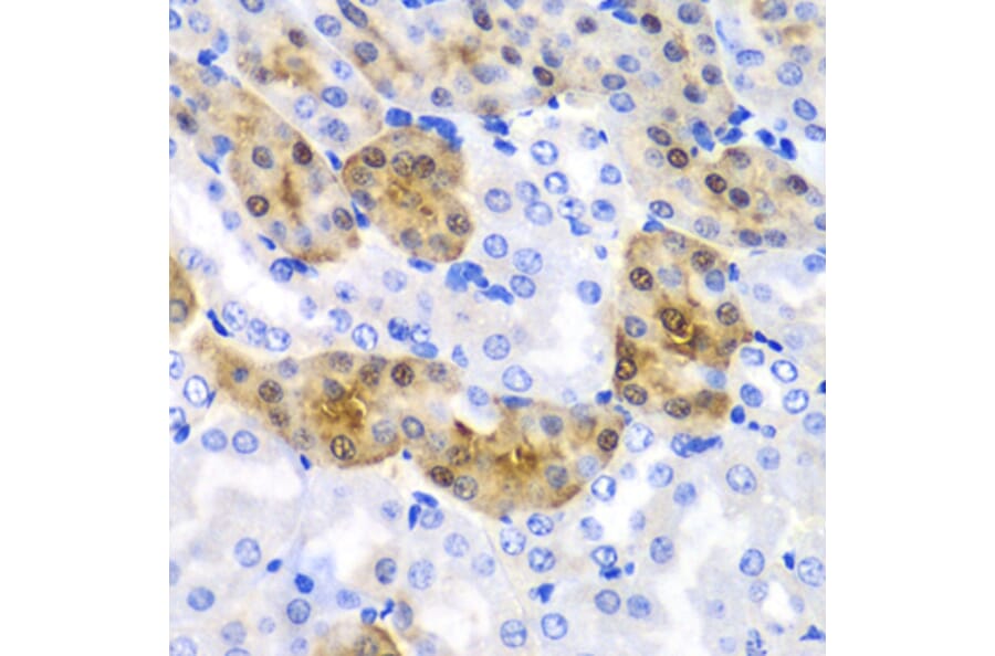 Immunohistochemistry - Anti-HPD Antibody (A15254) - Antibodies.com