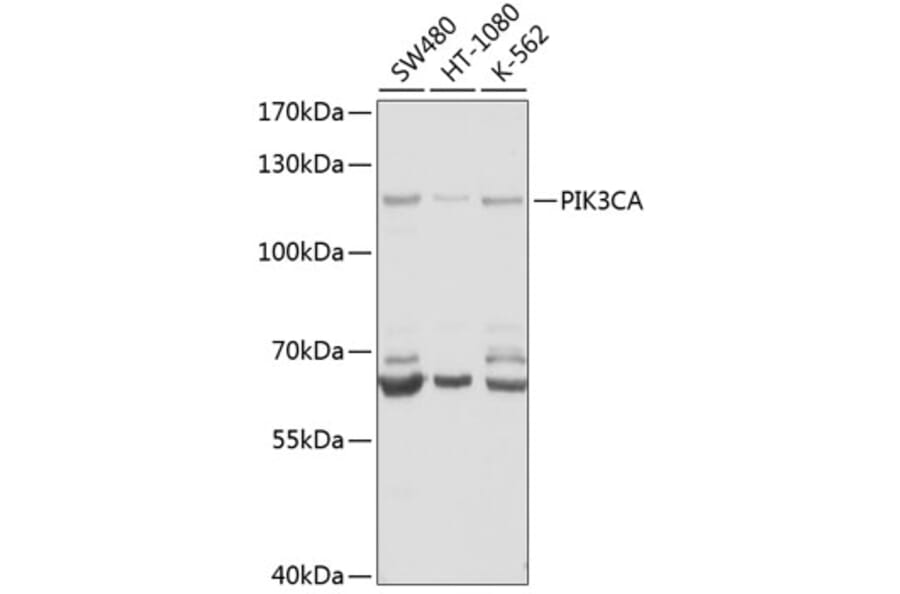 Western Blot - Anti-PIK3CA Antibody (A6509) - Antibodies.com