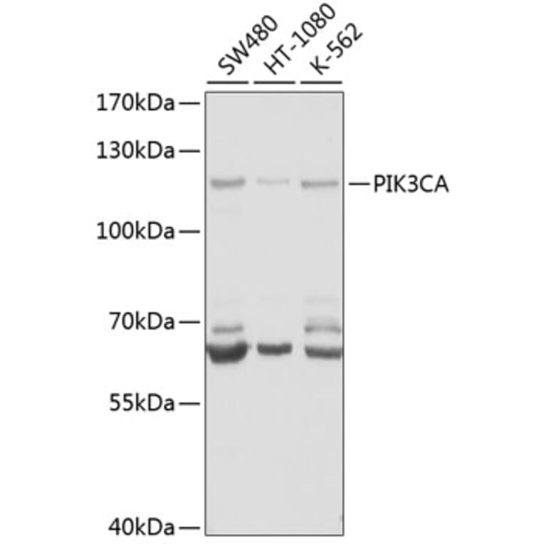 Western Blot - Anti-PIK3CA Antibody (A6509) - Antibodies.com