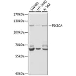 Western Blot - Anti-PIK3CA Antibody (A6509) - Antibodies.com