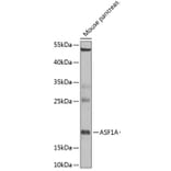 Western Blot - Anti-ASF1A Antibody (A6528) - Antibodies.com