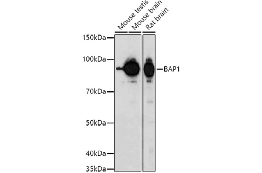 Western Blot - Anti-BAP1 Antibody (A15264) - Antibodies.com